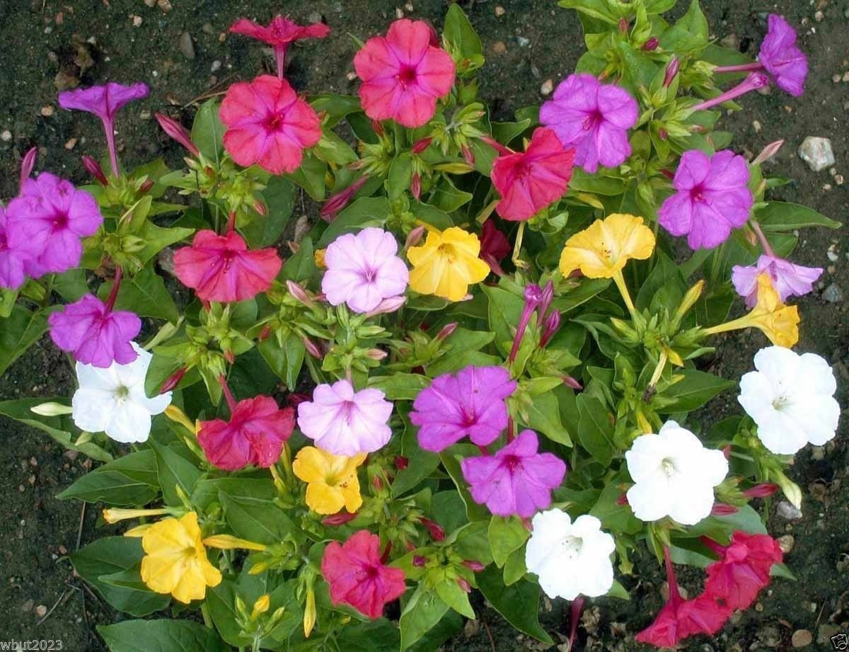 Amazon.com : Four O'ClocksFlowers, mixed 200 seeds.(Mirabilis